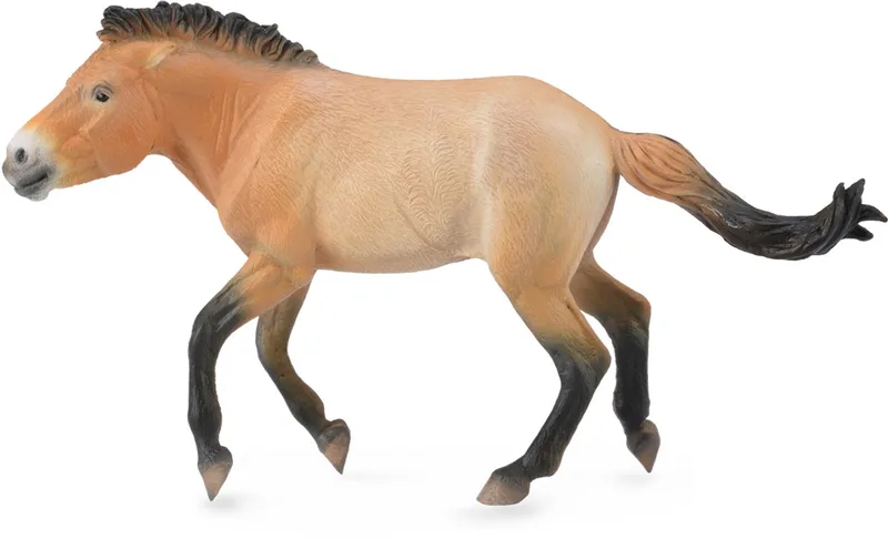 Figurine - Przewalski Hengst - (Xl) - Paarden - Handgeschilderd - Miniatuur by Collecta in Brown – product photo