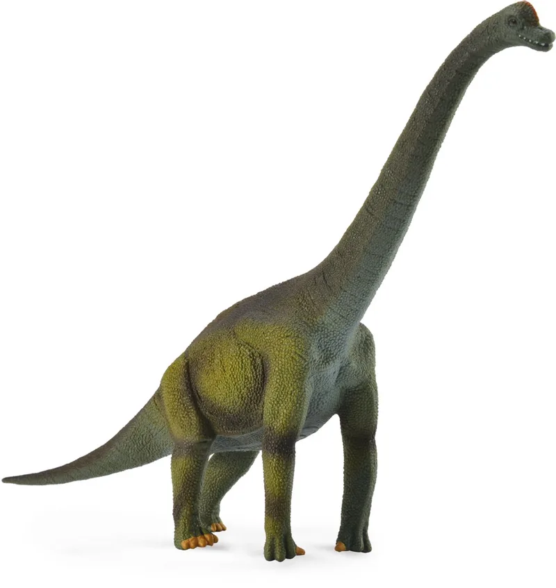 Figurine - Brachiosaurus - (L) - Prehistorie - Handgeschilderd - Dinosaurus - Miniatuur van Collecta in Groen – productfoto