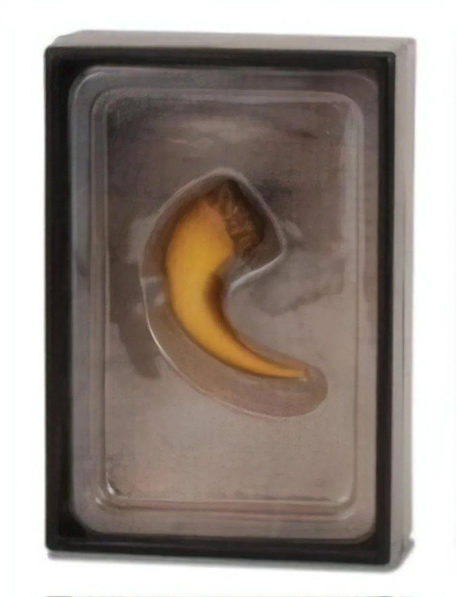 Figurine Gift Set - Baryonyx Klauw van Collecta in Meerkleurig – productfoto
