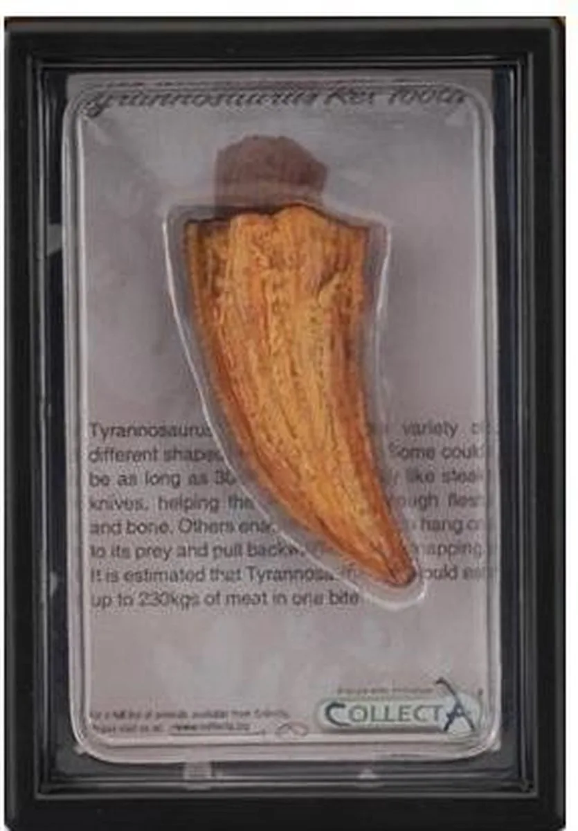 Figurine Gift Set - T-Rex Tand - Prehistorie - Handgeschilderd - Miniatuur van Collecta in Meerkleurig – productfoto