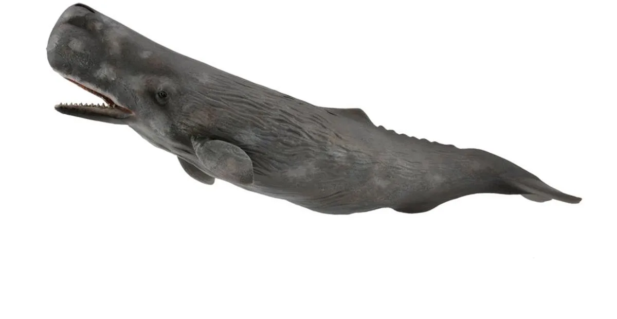 Figurine - Potvis - (Xl) - Zeedieren - Handgeschilderd - Miniatuur by Collecta in Grey – product photo