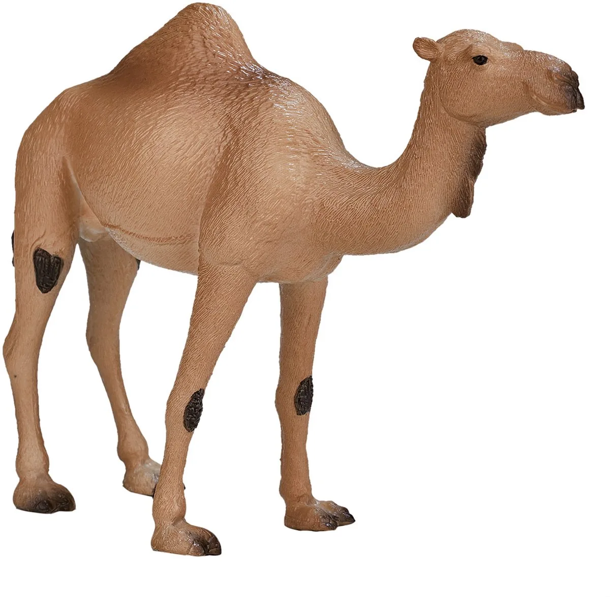 Wildlife Arabische Kameel - 387113 by Mojo in Lichtbruin – product photo