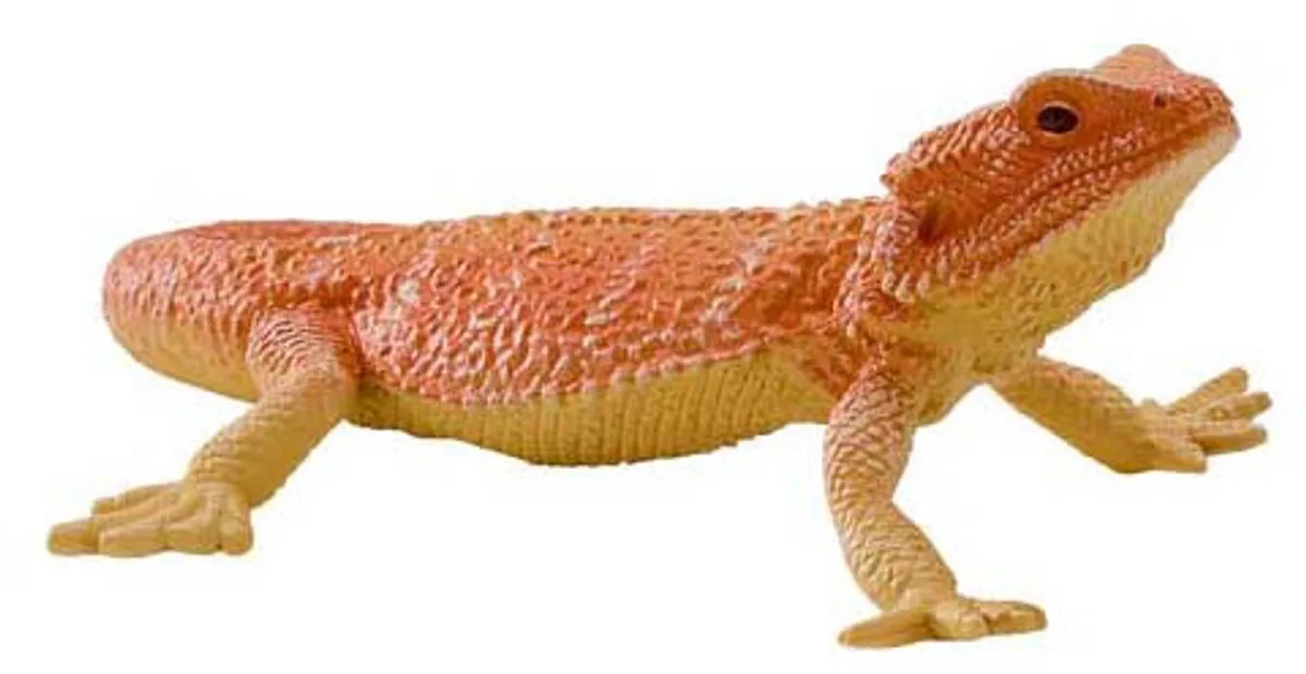 Wildlife Bearded Dragon von Mojo in Mehrfarbig – Produktfoto