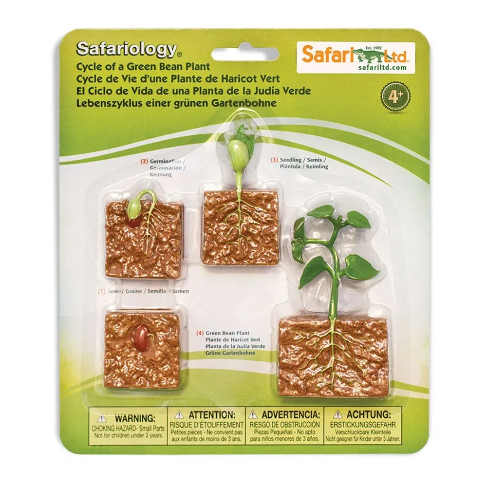 Levenscyclus Van Een Groene Boon Plant Figuur by Safari Ltd – product photo