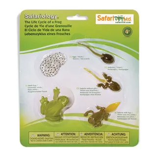 Levenscyclus Van Een Kikker Figuur van Safari Ltd – productfoto 1 van 2