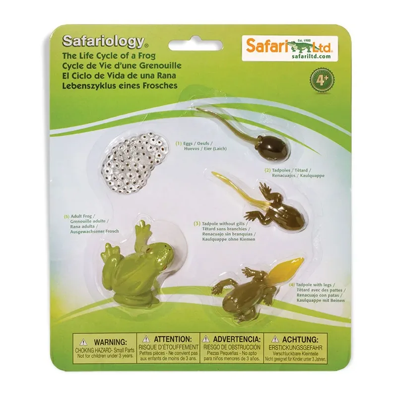 Levenscyclus Van Een Kikker Figuur från Safari Ltd – produktbild