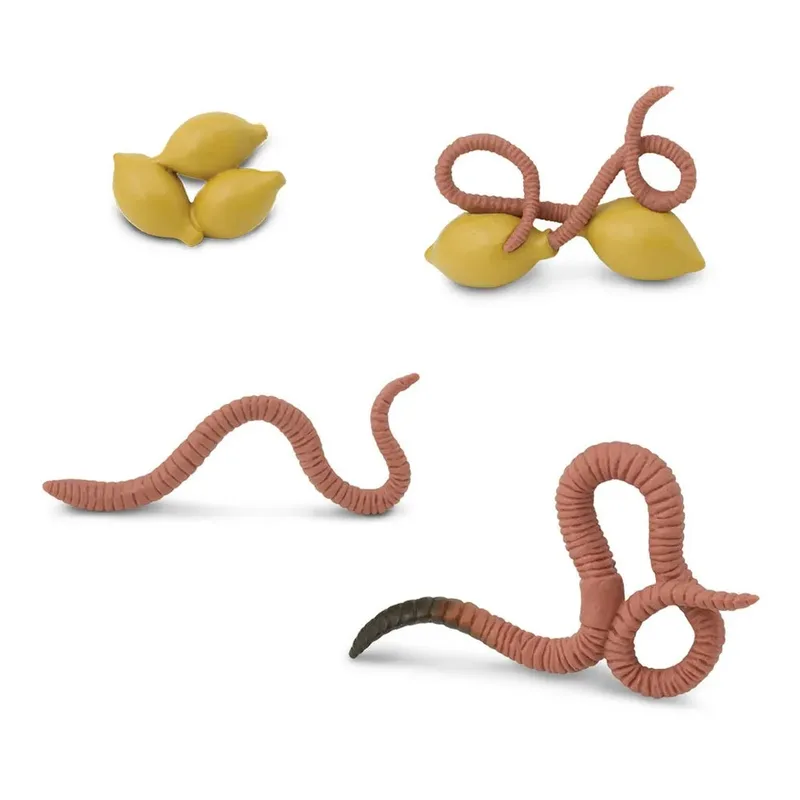 Levenscyclus Van Een Worm Figuur by Safari Ltd – product photo 2 of 2