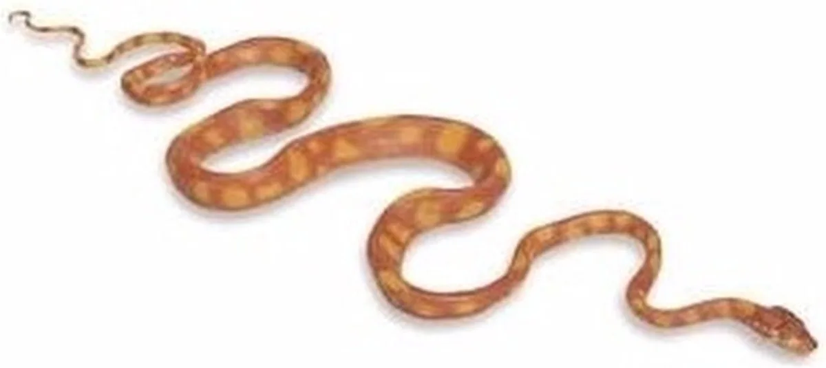 Speeldier Tuin Boa 142 Cm Rood/groen/geel fra Safari Ltd i Orange – produktbillede