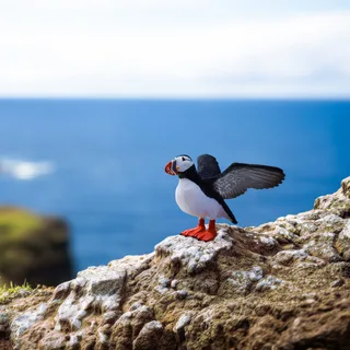 14721 Puffin by Schleich – interior photo 2 of 2