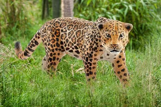 14769 Jaguar by Schleich – interior photo 2 of 2