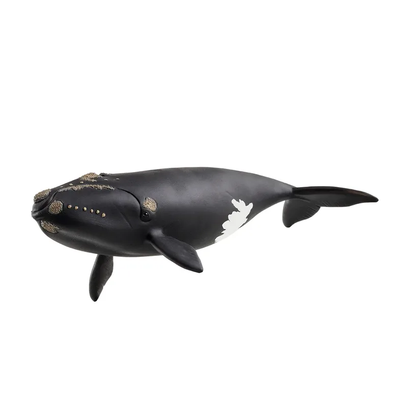 Nordatlantischer Glattwal (bundle) de Schleich – photo du produit
